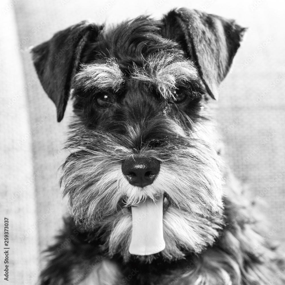 Black and white portrait picture of young miniature schnauzer dog looking at camera