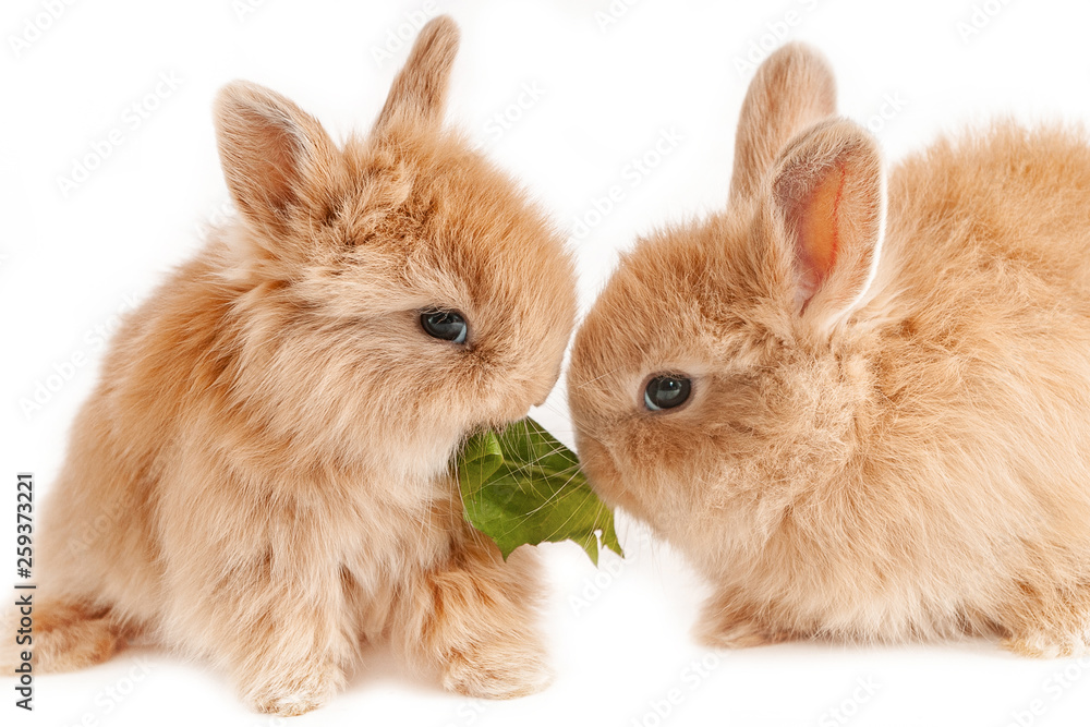 Two little red rabbits chew the grass leaf at white background Two little red rabbits chew the grass leaf at white background