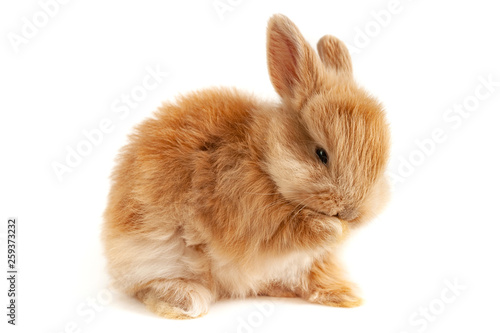 The little red rabbit washes a pad at isolated white background