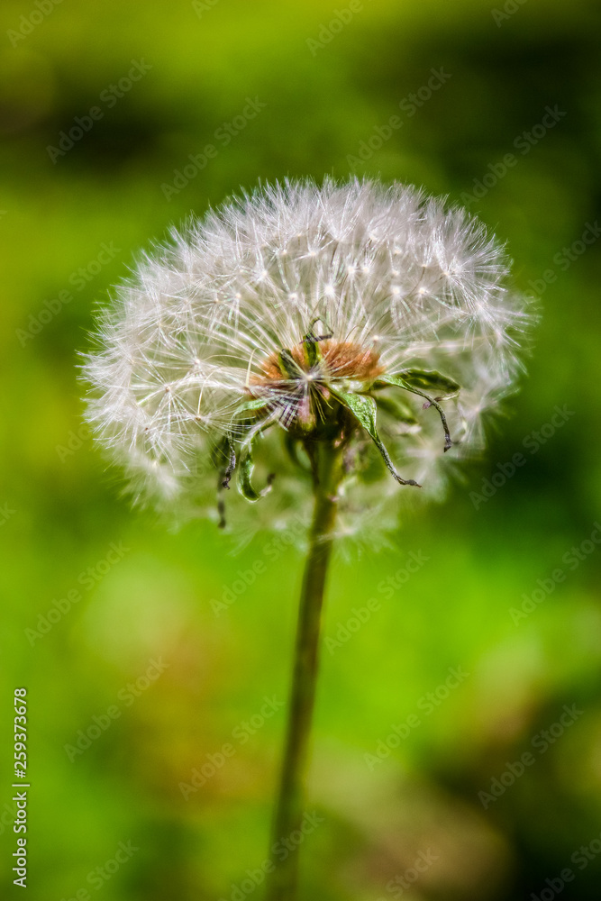 Fototapeta premium Dandelion
