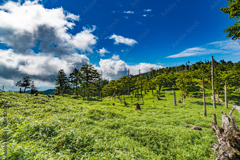 Obraz premium 大台ヶ原 正木ヶ原の風景