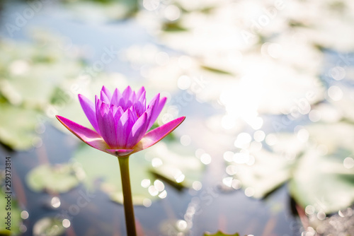 Lotus flower and leaf on the water