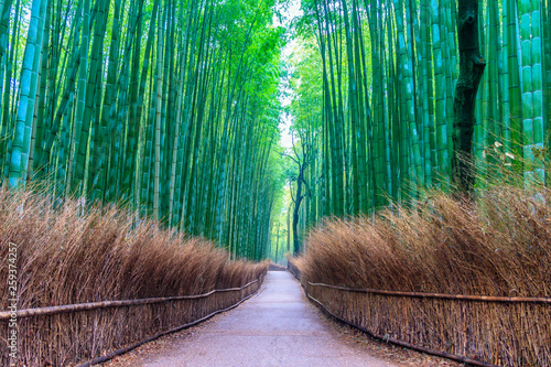 Bamboo forest at Kyoto landmark of Japan