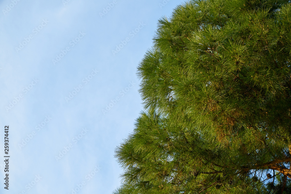 Obraz premium Tree and Sky Background