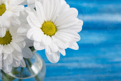 White chrysanthemums on a blue background. Free space for text. Holiday gift. Flowers.