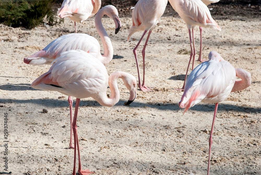 Flamingos stand on sand
