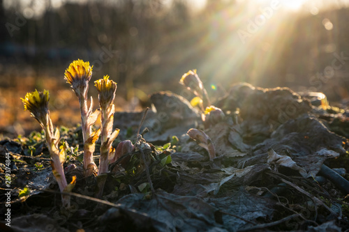 Beautiful flowers of a medical coltsfoot (Tussilago farfara) in the bright rays of the spring sun, on a blurred background.