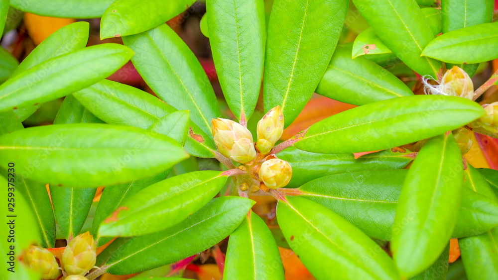 Fototapeta premium 12939_The_rhodondendron_plant_on_the_garden.jpg