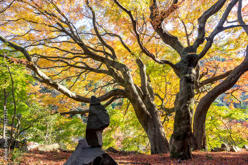 Wallpaper Mural 紅葉 Torontodigital.ca