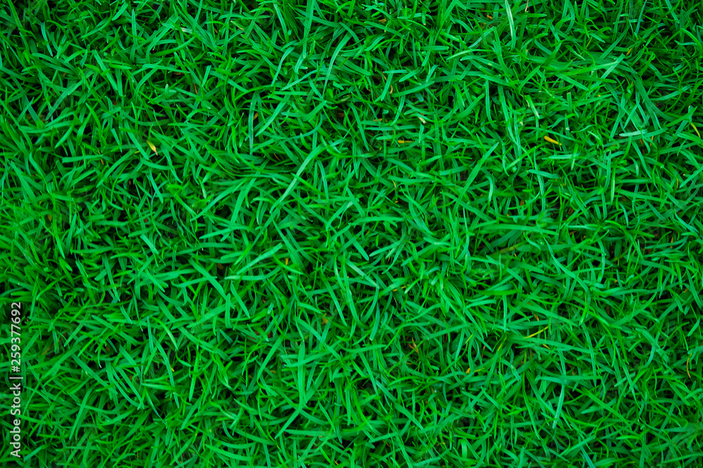 Green nature grass texture Green nature grass texture