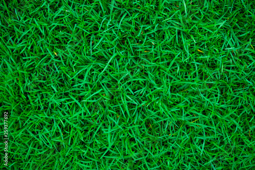 Green nature grass texture