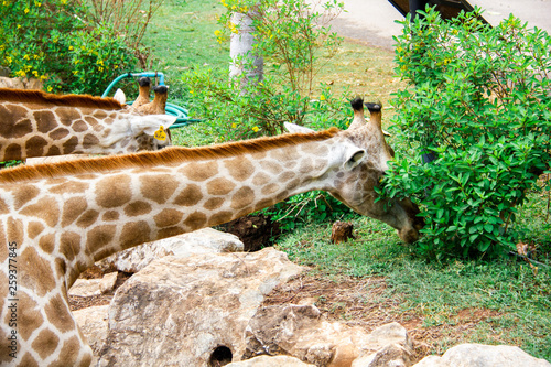 Photography giraffe in the zoo