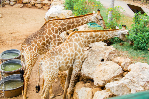 Photography giraffe in the zoo