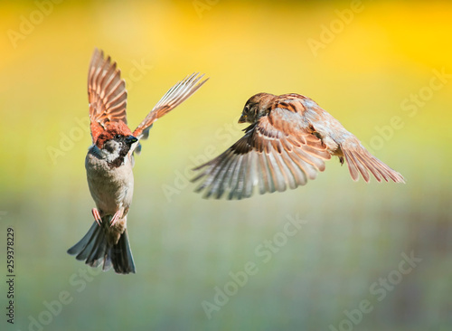 Photography two small funny birds sparrows fly in a sunny spring garden flapping their wing