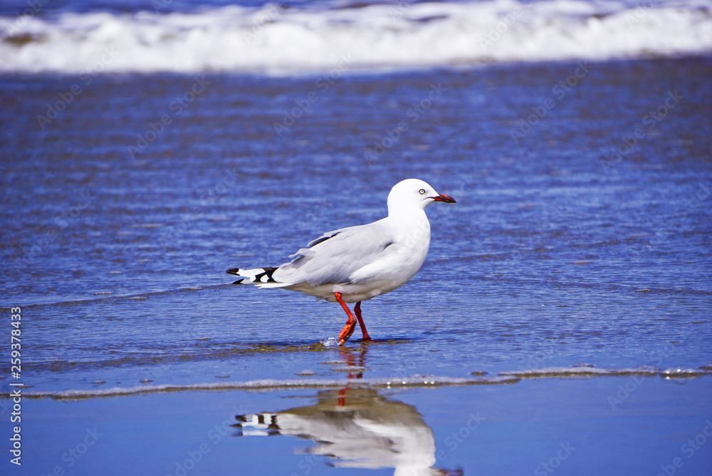 New Zealand seagull on the beach New Zealand seagull on the beach