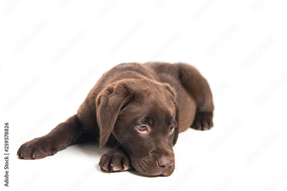 closeup isolated portrait puppy of a  chocolate labrador sitting with attentive look