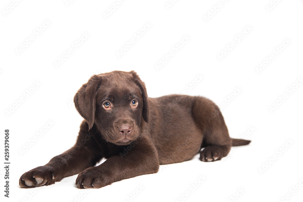 closeup isolated portrait puppy of a chocolate labrador sitting with attentive look closeup isolated portrait puppy of a chocolate labrador sitting with attentive look