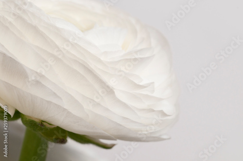 Ranunculus flower over green photo