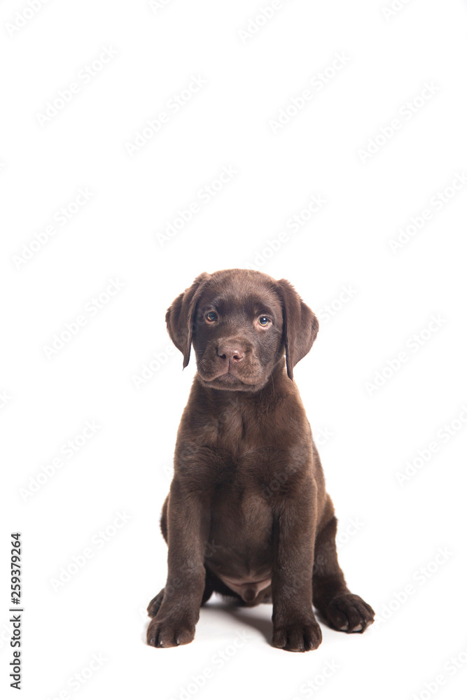 closeup isolated portrait puppy of a  chocolate labrador sitting with attentive look