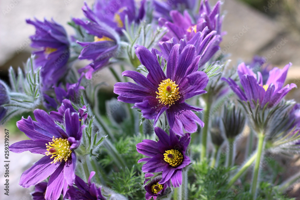 Obraz premium purple pasque flower blooming in the garden