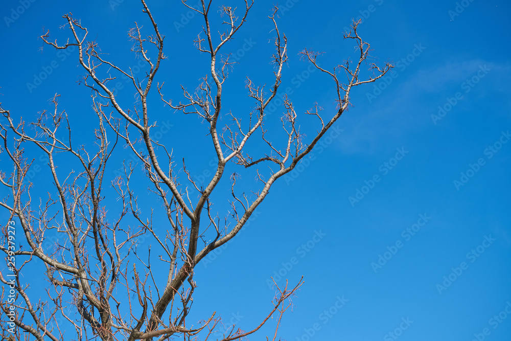 Obraz premium Tree and Sky Background
