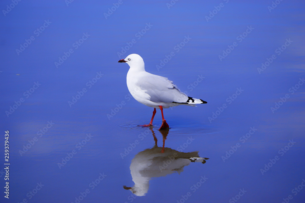 New Zealand seagull on the beach New Zealand seagull on the beach