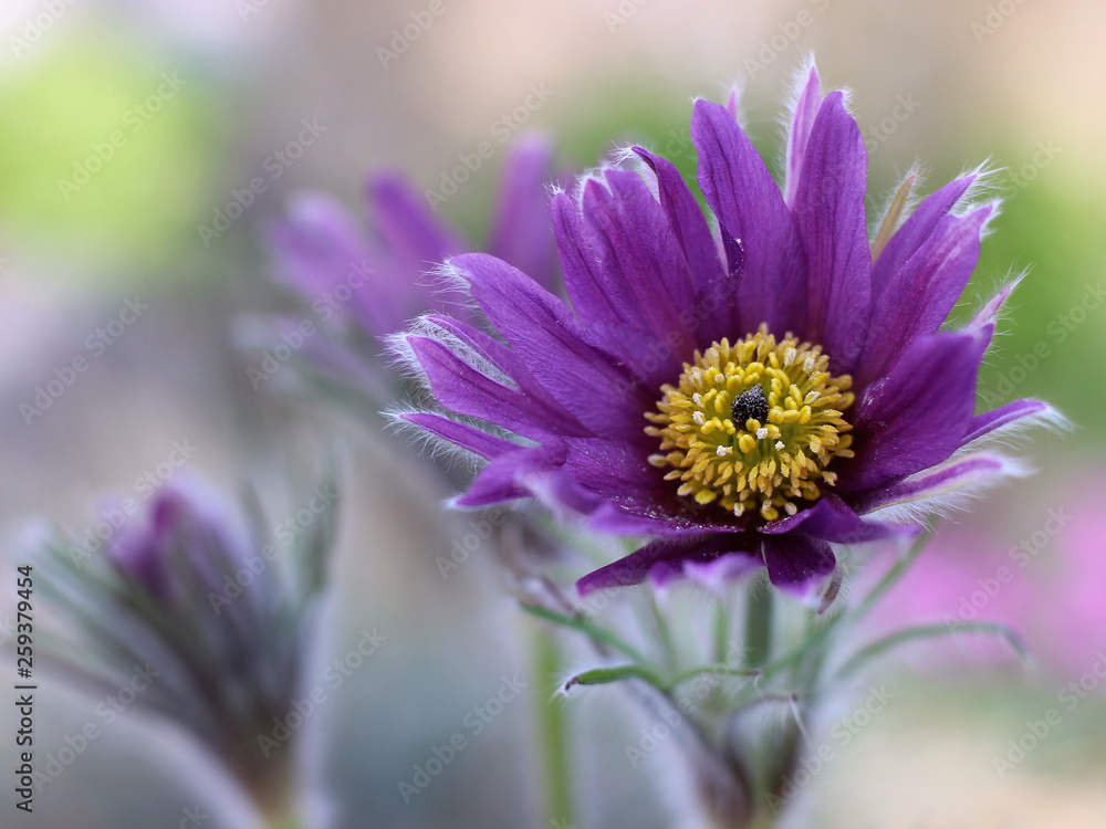 Obraz premium purple pasque flower blooming in the garden