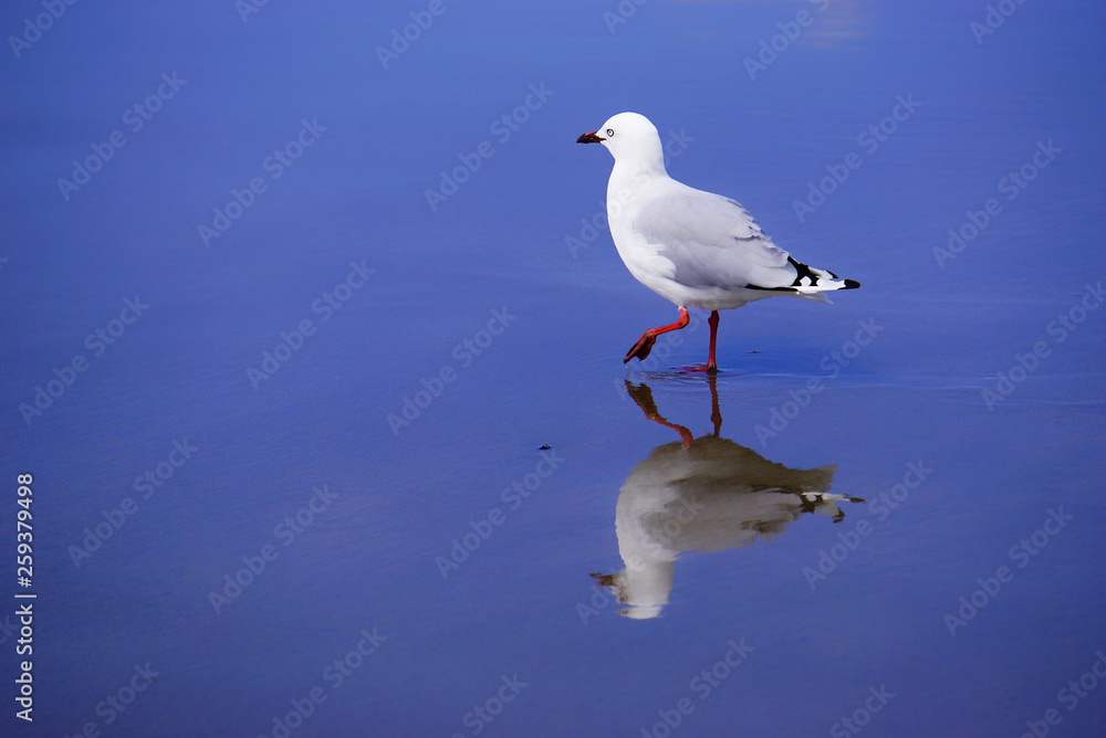 Obraz premium New Zealand seagull on the beach
