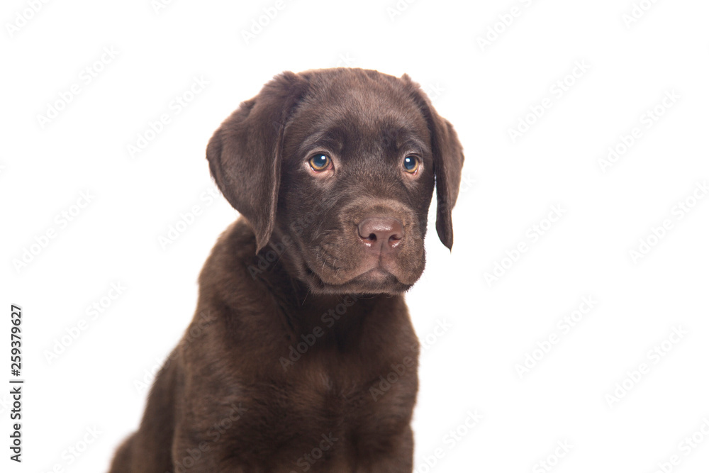 closeup isolated portrait puppy of a chocolate labrador sitting with attentive look closeup isolated portrait puppy of a chocolate labrador sitting with attentive look