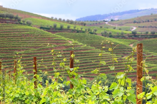 Vine in Portugal