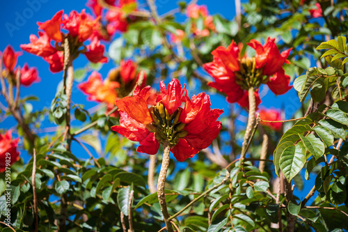 Afrikanischer Tulpenbaum photo