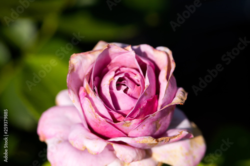 pink rose