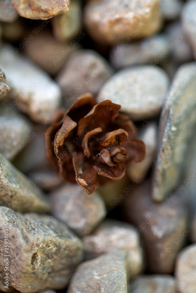closeup of pine nuts
