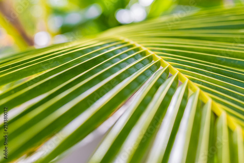 Abstract texture of palm leaves