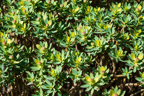 Euphorbia balsamifera (Balsam-Wolsmilch)