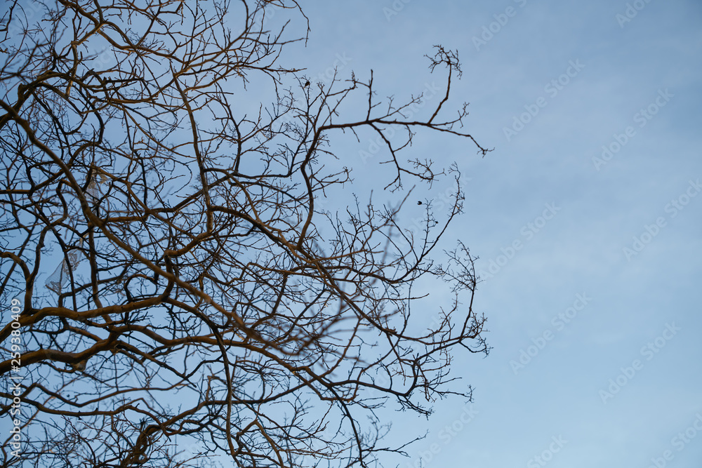Obraz premium Tree and Sky Background