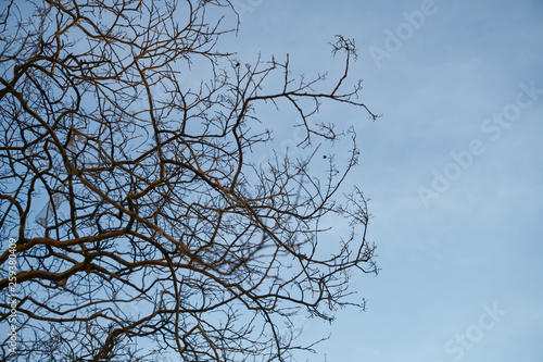 Tree and Sky Background