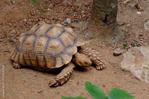 African Spurred Tortoise or sulcata tortoise crawls on ground at the zoo.