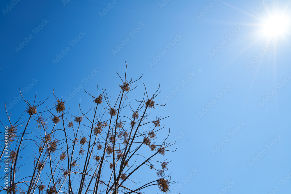 Obraz premium Tree and Sky Background