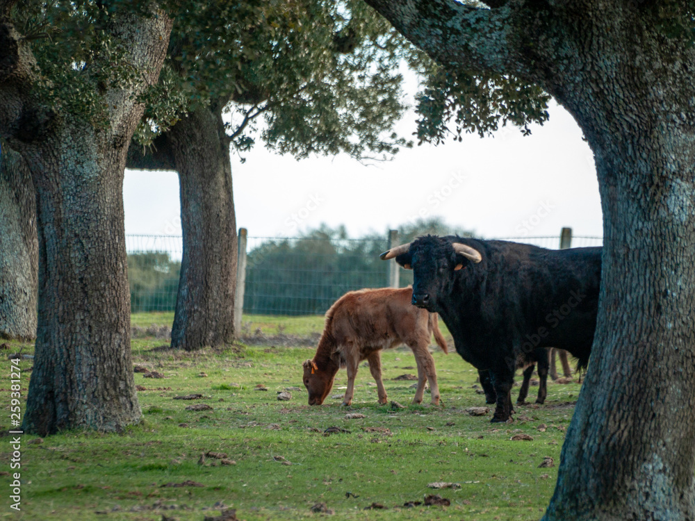 Bulls of toro de lidia breed in the dehesa in Salamanca, Spain. Concept of extensive livestock farming Bulls of toro de lidia breed in the dehesa in Salamanca, Spain. Concept of extensive livestock farming