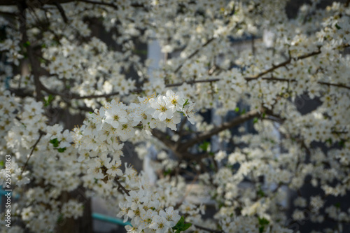 snow-white spring flowers of apple apple trees in bloom © Leonid