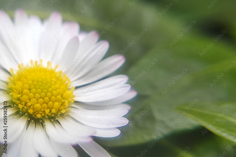 Fresh wildflowers spring or summer design. Floral nature daisy abstract background in green and yellow Fresh wildflowers spring or summer design. Floral nature daisy abstract background in green and yellow