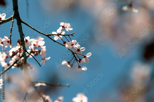Plum Blossoms, pink flowers in spring, gift card concept