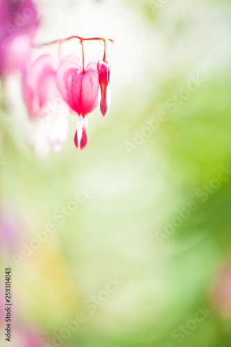 Soft focus of heart-shaped Bleeding heart flower pink and white color in summer