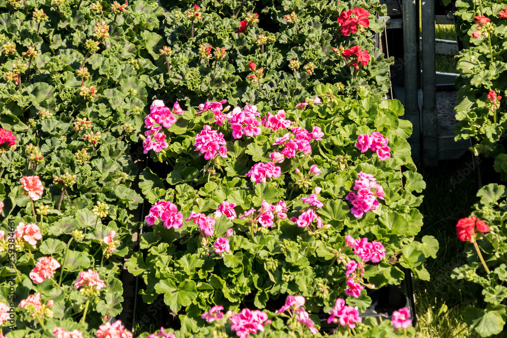 Naklejka premium flowering geraniums in a spring flower market