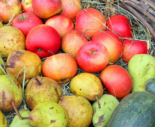 apples and pears in the basket