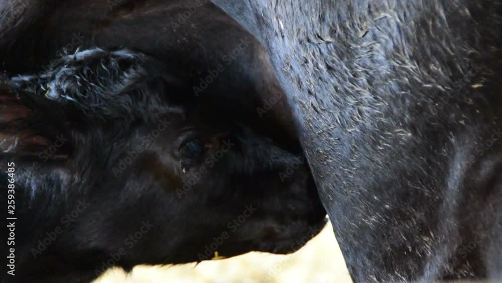 Newborn calf sucking milk mother cow Newborn calf sucking milk mother cow
