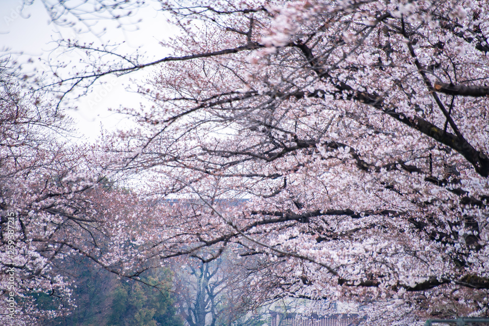 Cherry blossoms in full bloom Ueno Park Cherry blossoms in full bloom Ueno Park