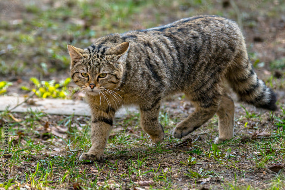 wild cat in the green season leaf forest wild cat in the green season leaf forest