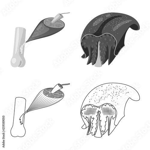 Isolated object of fiber and muscular icon. Collection of fiber and body  stock vector illustration.